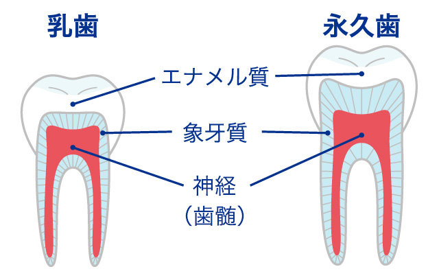 乳歯と永久歯の違いについて | 諏訪矯正・予防歯科 4S｜フォースは諏訪地域で矯正、小児、審美、予防歯科に力を入れたデンタルクリニックです